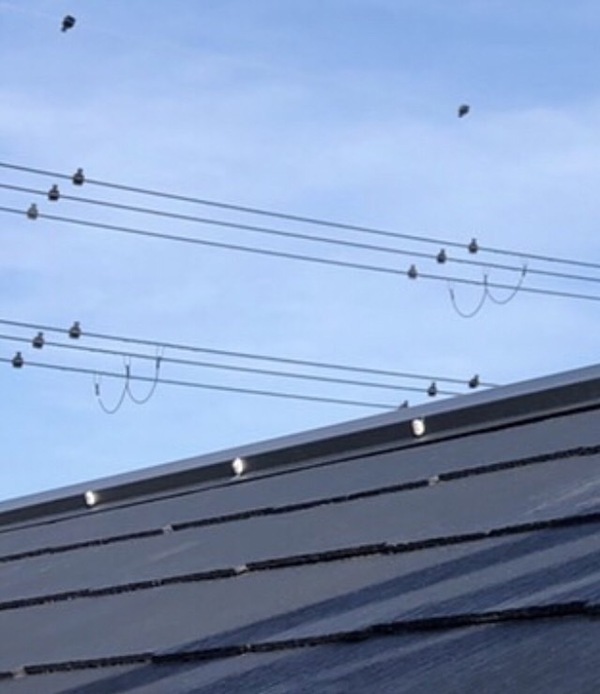 S__83558437_コピー