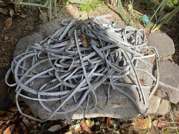 S__16261167_0_コピー