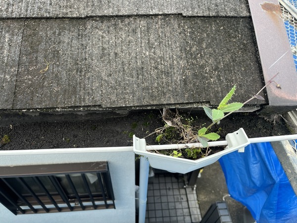 S__109346839_コピー